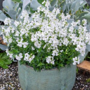 NEMESIA 'White Confetti'