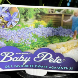 AGAPANTHUS 'Baby Pete'