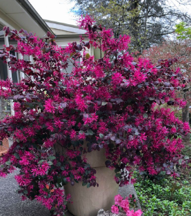 Loropetalum 'Plum Gorgeous