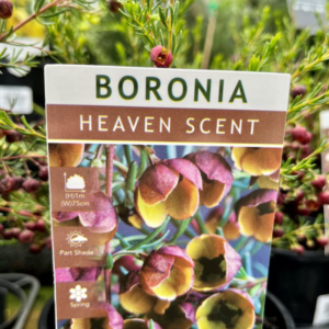BORONIA 'Heaven Scent'
