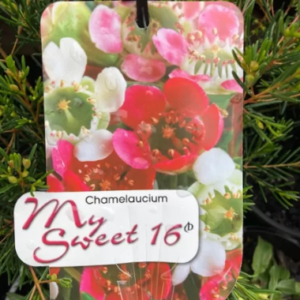 CHAMELAUCIUM hybrid 'My Sweet Sixteen'