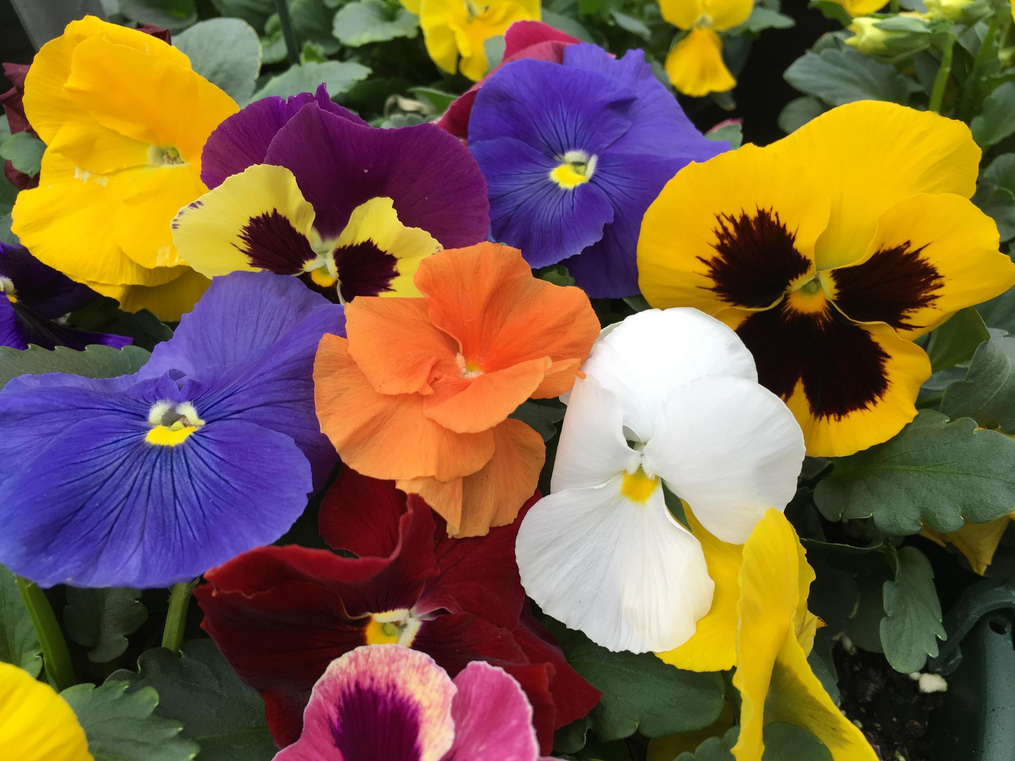 Pansy Assorted - Echuca Moama Plant Farm