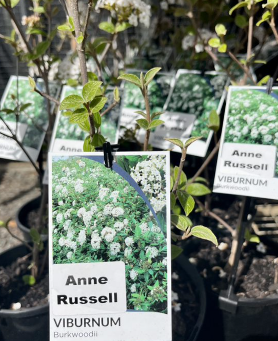 VIBURNUM x Burkwoodii 'Anne Russell' Echuca Moama Plant Farm