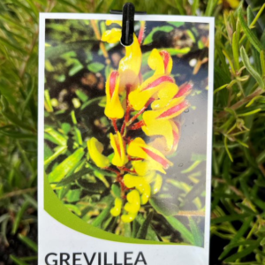 GREVILLEA 'Goldrush'