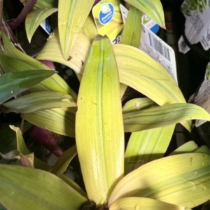 RHOEO spathacea 'Gold'