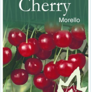 CHERRY 'Morello'