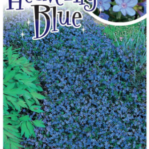 LITHODORA 'Heavenly Blue'