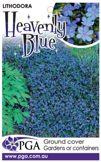 LITHODORA 'Heavenly Blue' - Echuca Moama Plant Farm
