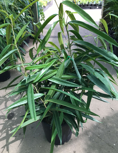 FICUS 'Alii' - Echuca Moama Plant Farm