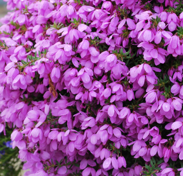 TETRATHECA 'Fairy Bells Pink' - Echuca Moama Plant Farm