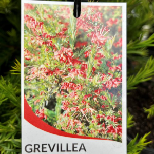 GREVILLEA rosmarinifolia 'Nana'