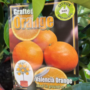 CITRUS Orange 'Valencia'