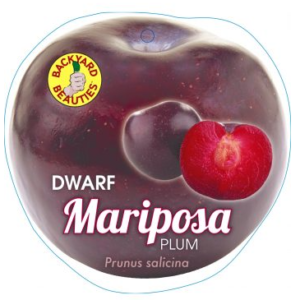 PLUM Dwarf 'Mariposa'