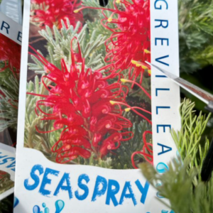 GREVILLEA 'Sea Spray'