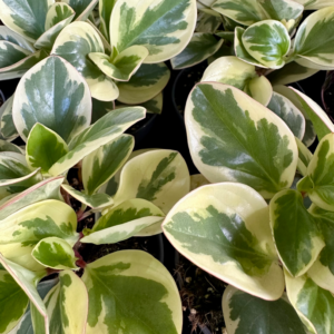 PEPEROMIA obtipan bicolour