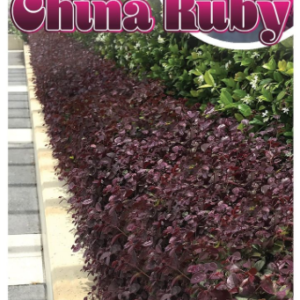 LOROPETALUM 'Little China Ruby'