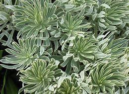 EUPHORBIA Characias 'Tasmanian Tiger'