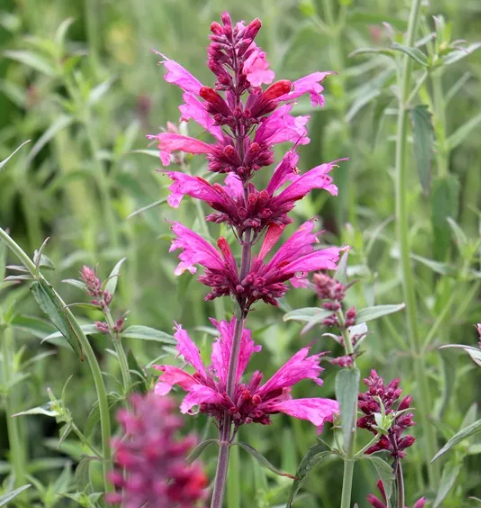 AGASTACHE 'Sweet Lili' - Echuca Moama Plant Farm