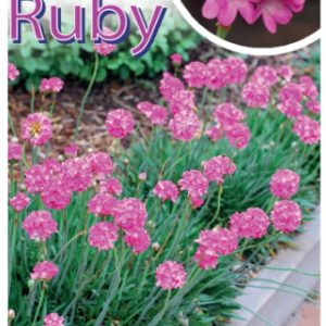 ARMERIA 'Bees Ruby'