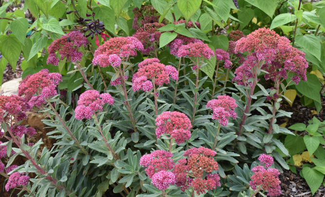 SEDUM 'Abbey Dore' - Echuca Moama Plant Farm