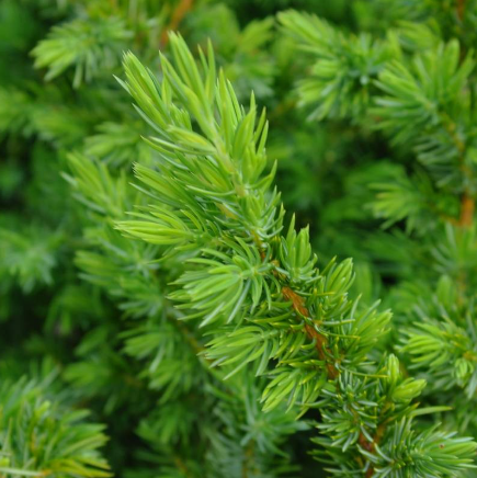 JUNIPERUS 'Conferta'