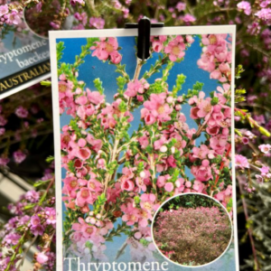 THRYPTOMENE Baeckeacea