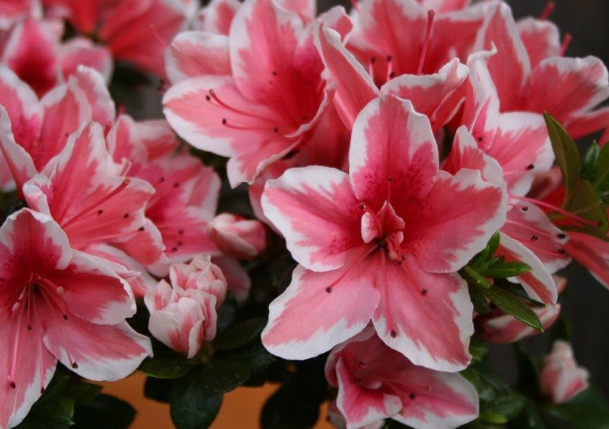 AZALEA indica 'Mrs Kint' - Echuca Moama Plant Farm