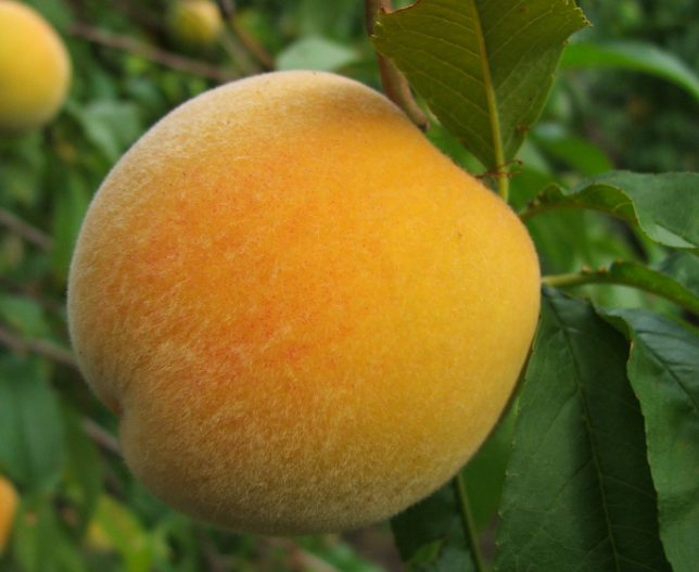 PRUNUS persica 'Golden Queen' (Peach) - Echuca Moama Plant Farm