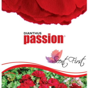DIANTHUS 'Passion'