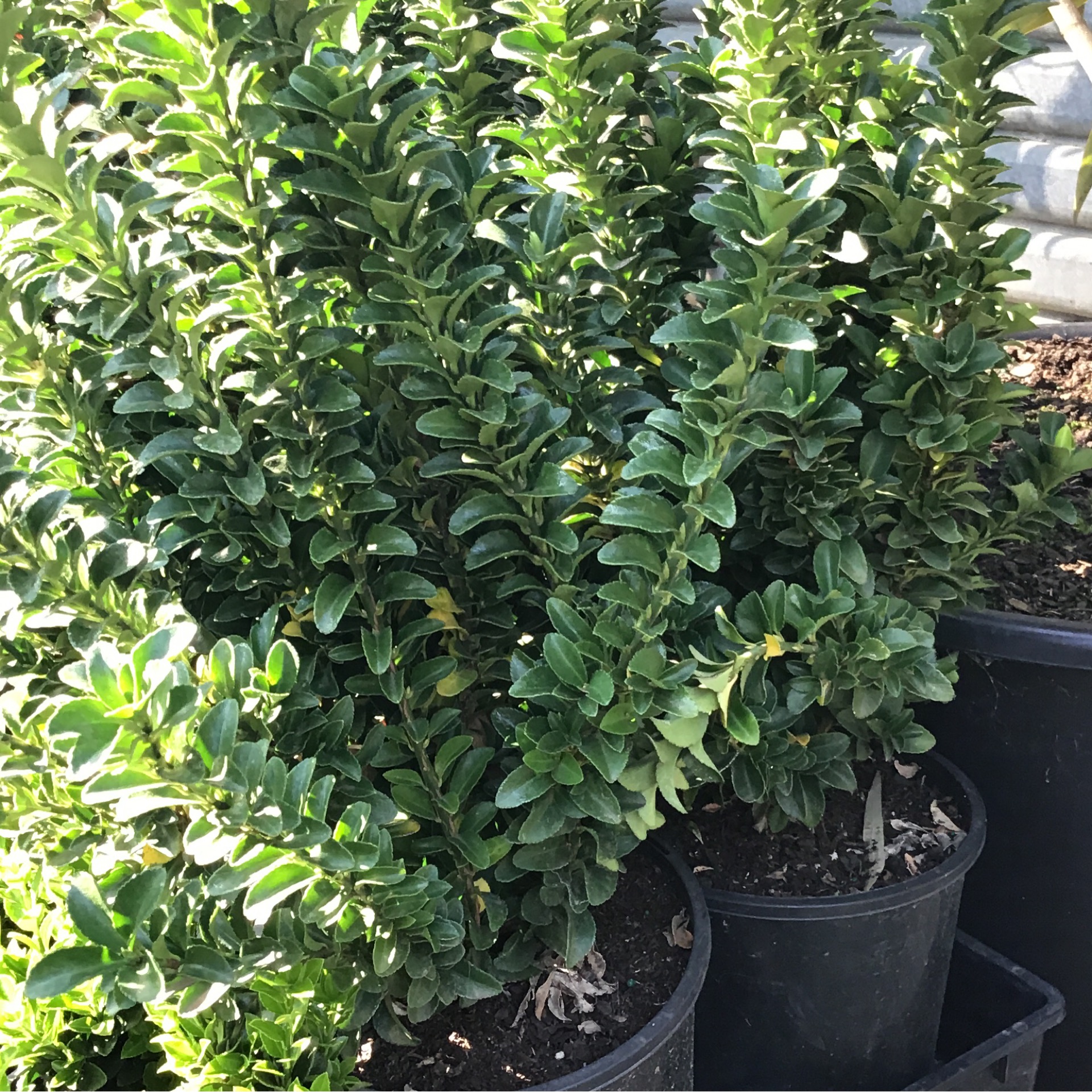 Euonymus 'green Pillar' 20cm Pot - Echuca Moama Plant Farm