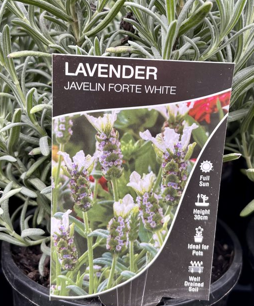 LAVENDER Javelin Forte 'Deep White' Echuca Moama Plant Farm