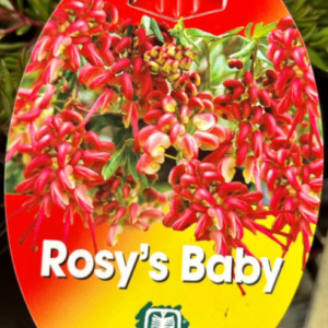GREVILLEA 'Rosy's Baby'