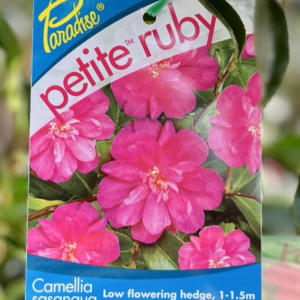CAMELLIA sasanqua Paradise 'Petite Ruby'