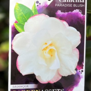 CAMELLIA sasanqua 'Paradise Blush'