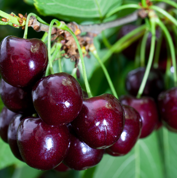CHERRY 'Van'