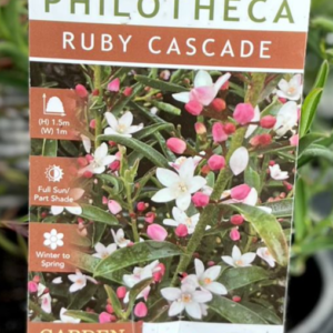 PHILOTHECA 'Ruby Cascade'