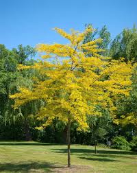 GLEDITSIA Triacanthos var. Inermis 'Sunburst' - Echuca Moama Plant Farm