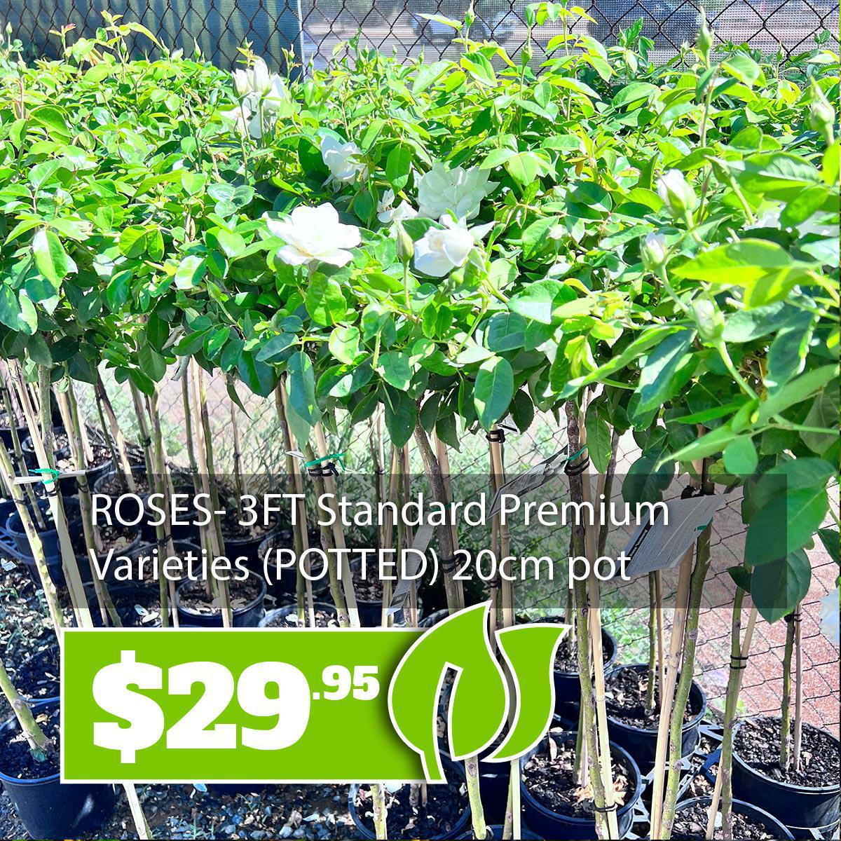 Seedlings, Plants & Trees Wholesale Echuca Moama Plant Farm