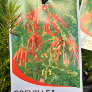 GREVILLEA rosmarinfolia 'Scarlet Sprite'