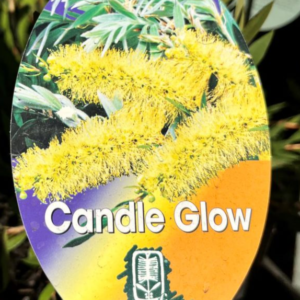 CALLISTEMON pallidus 'Candle Glow'