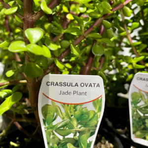 CRASSULA ovata 'Jade Plant'
