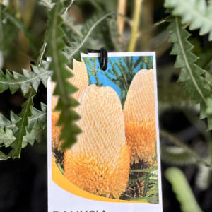 BANKSIA hookeriana