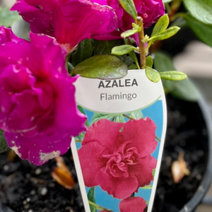 AZALEA 'Flamingo' (Bush)