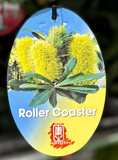 BANKSIA intergrifolia Roller Coaster Echuca Moama Plant Farm