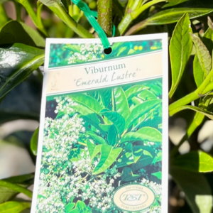 VIBURNUM ‘Emerald Lustre’