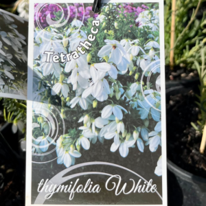 TETRATHECA thymifolia 'White'