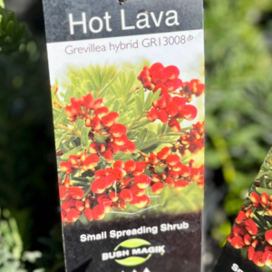 GREVILLEA 'Hot Lava'