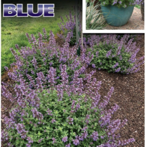 NEPETA 'PURRSAIN BLUE'