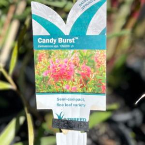 CALLISTEMON citrinus 'Candy Burst' (CNU06)