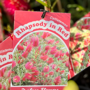 CALLISTEMON 'Rhapsody in Red'